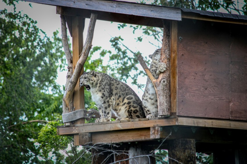 a couple of cats sitting on top of a wooden structure