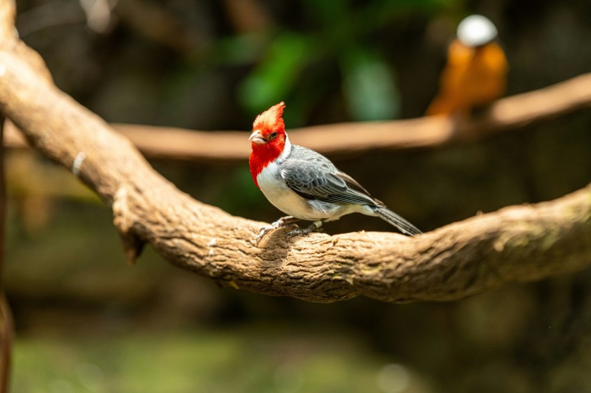 a small bird sitting on a tree branch