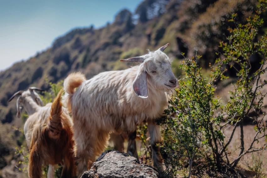 a goat standing on top of a rocky hill