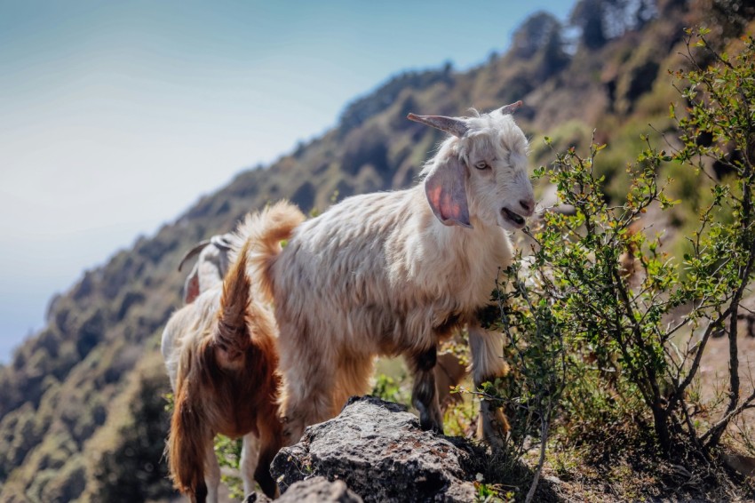 a goat standing on top of a rocky hill VH