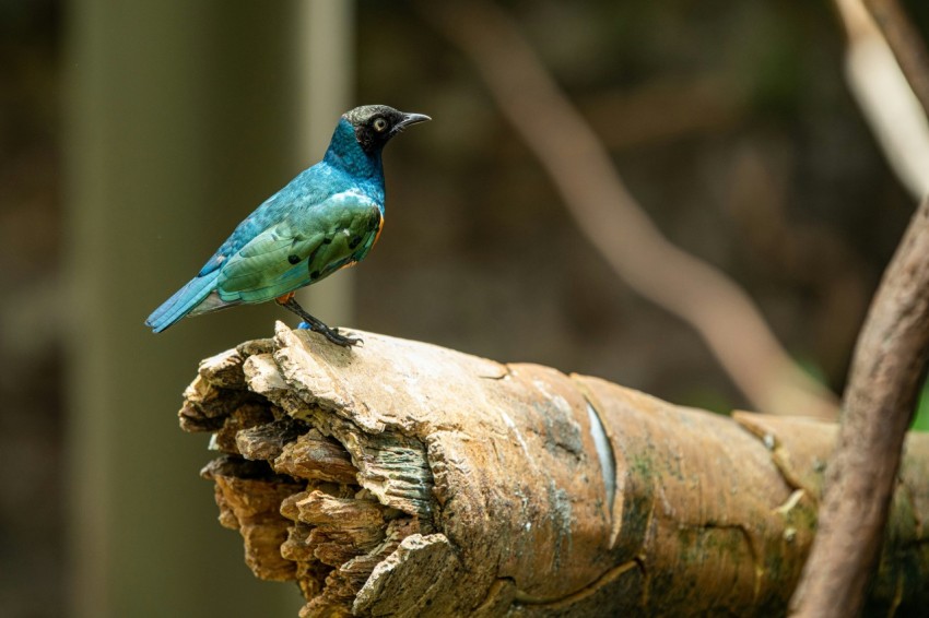 a blue bird sitting on top of a piece of wood