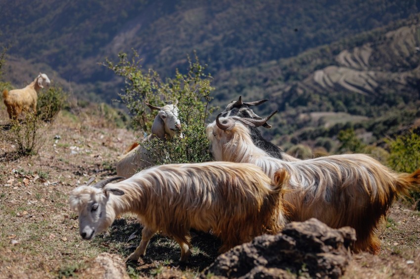 a group of goats standing on top of a mountain