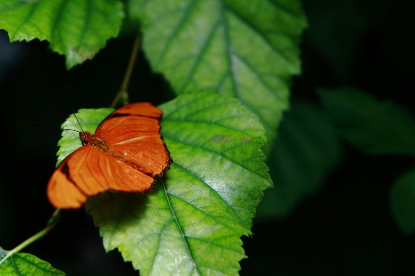 a red flower sitting on top of a green leaf