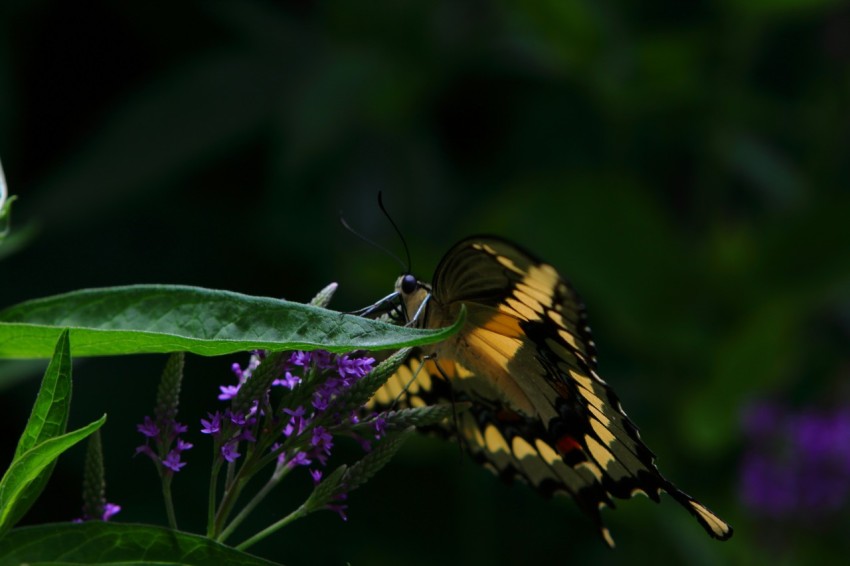 a yellow and black butterfly sitting on a purple flower