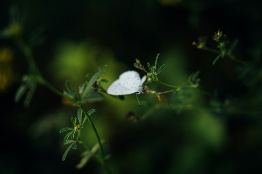 a white butterfly sitting on top of a green plant wPu4c5Zp