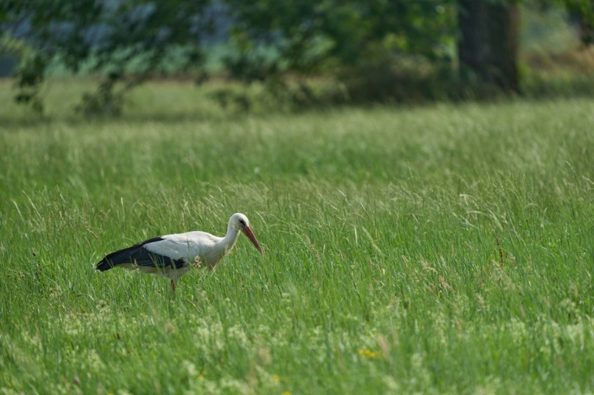 a bird standing in a field of tall grass