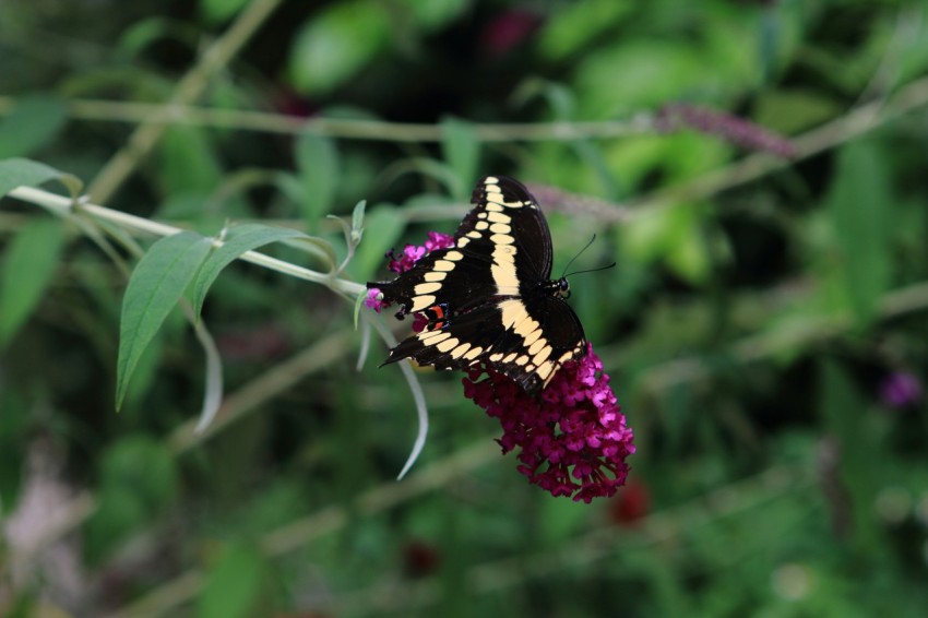 a butterfly sitting on a flower in a field