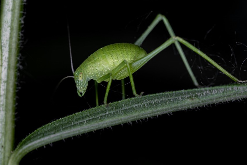 a close up of a green insect on a leaf