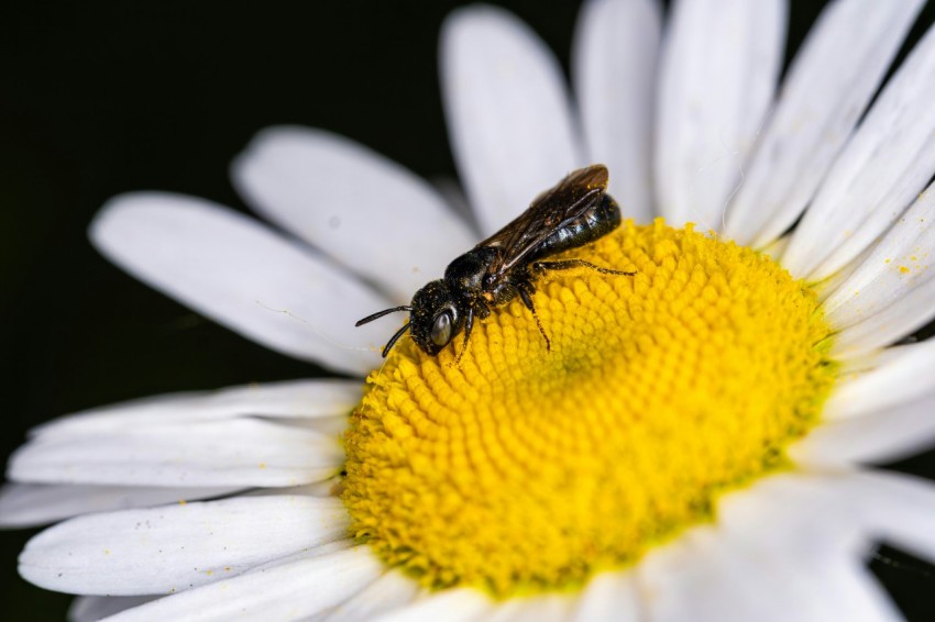 a close up of a flower with a bug on it  AY1p98tj