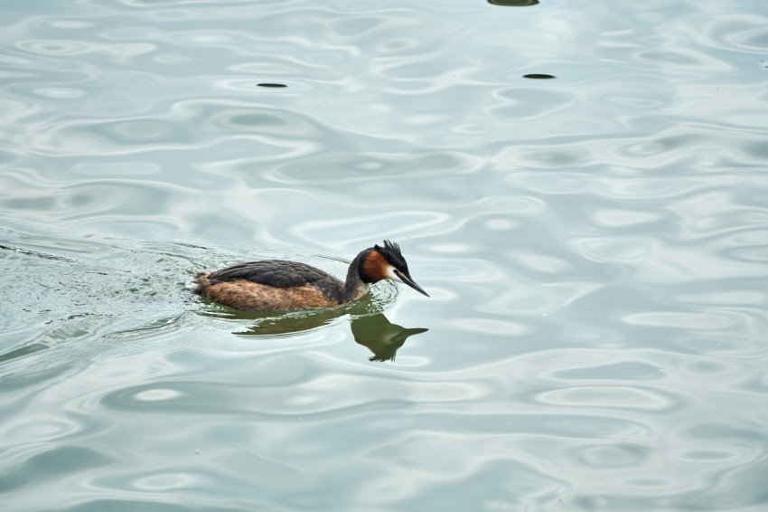 a duck floating on top of a body of water