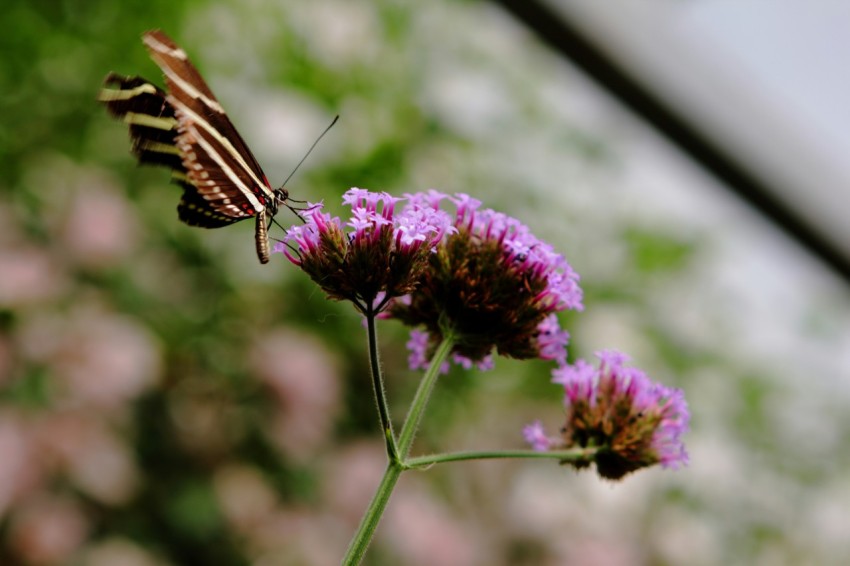 a butterfly sitting on top of a purple flower