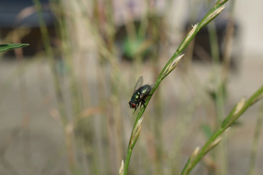 a bug that is sitting on a plant