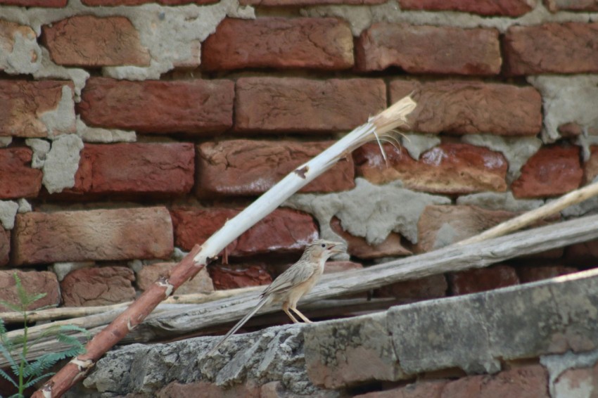 a bird sitting on top of a brick wall COEUFI11