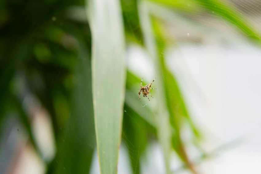 a spider crawling on a green leafy plant