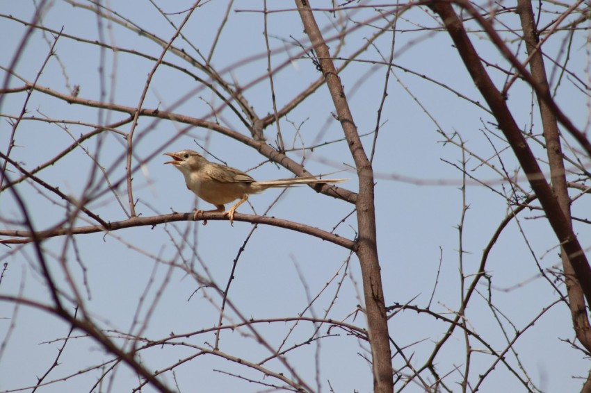 a bird perched on a branch of a tree