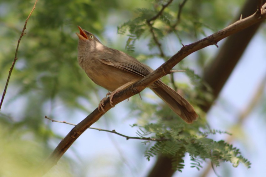 a small bird perched on a branch of a tree