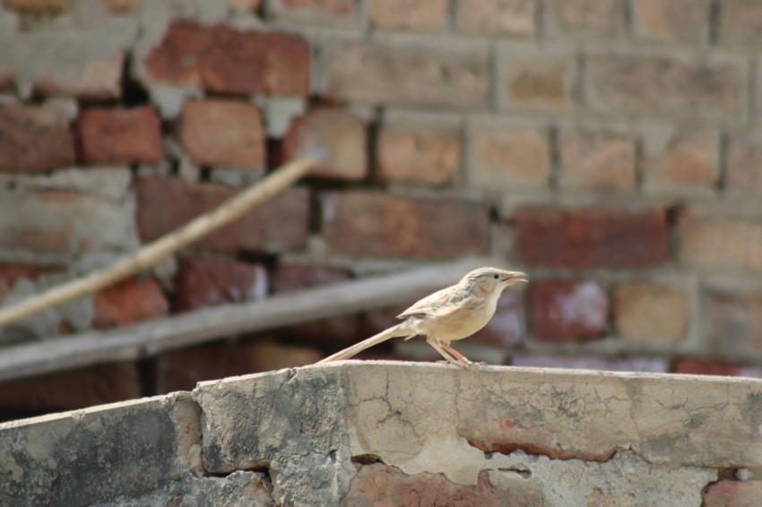 a small bird sitting on top of a brick wall