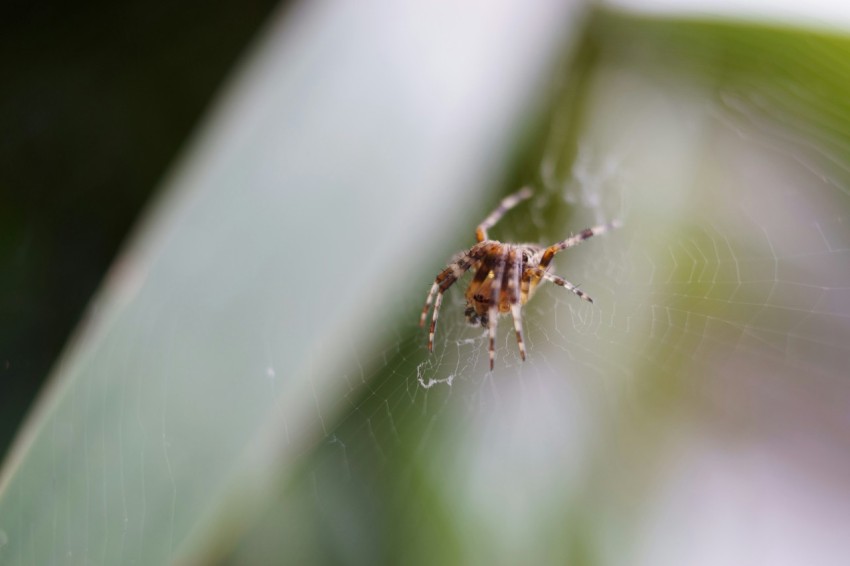 a spider sitting on a leaf in the middle of the day