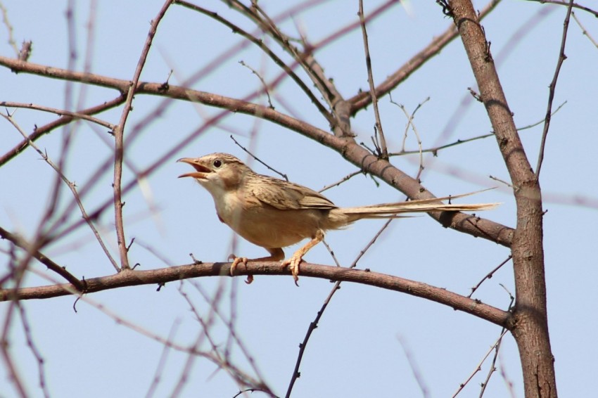 a small bird sitting on a branch of a tree i