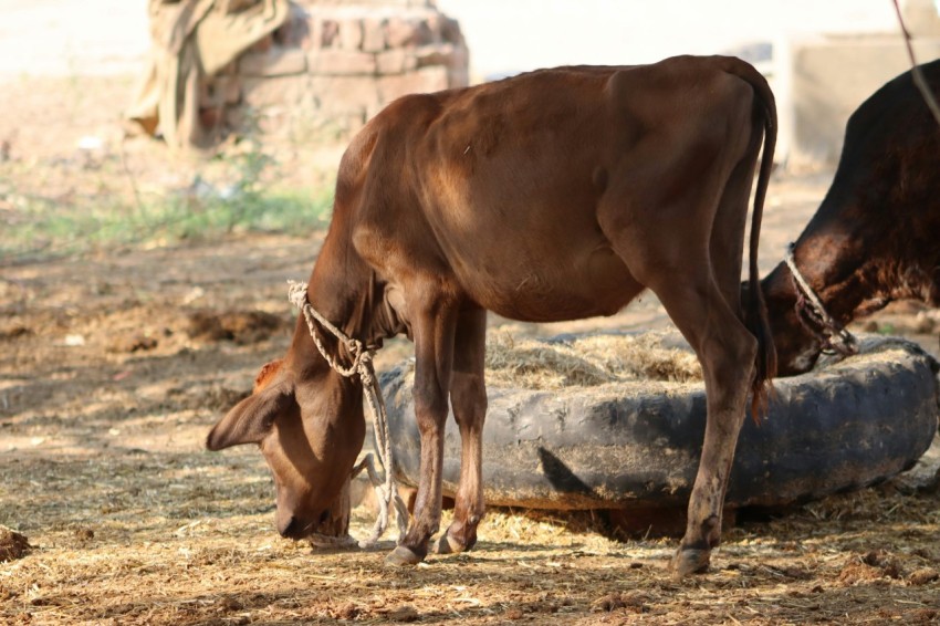 a couple of cows standing on top of a dry grass field