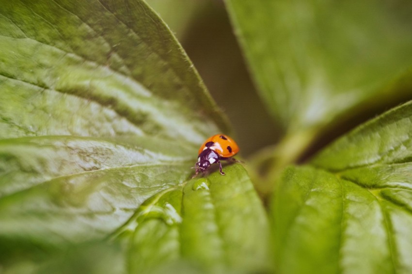 a lady bug sitting on top of a green leaf