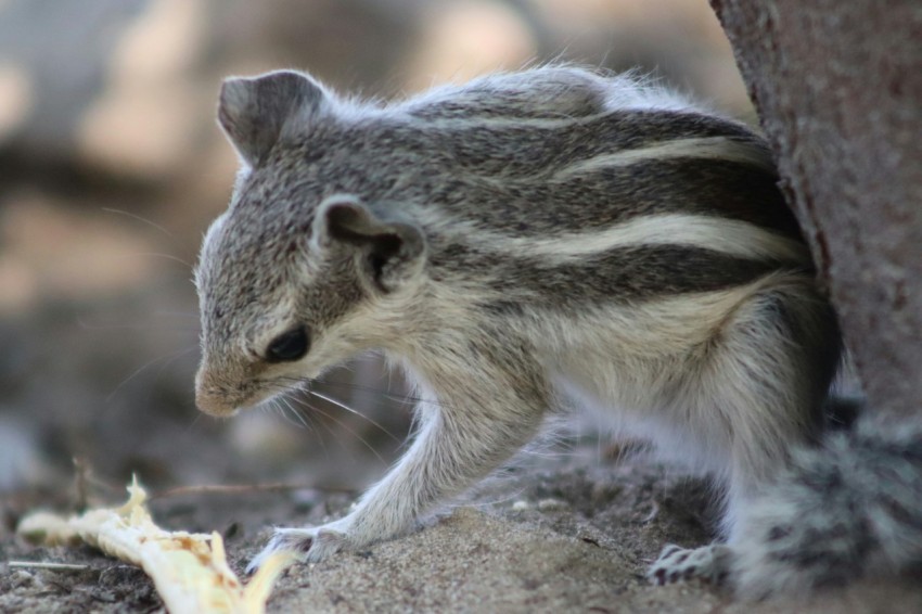 a small animal standing next to a tree bx_aWo3C