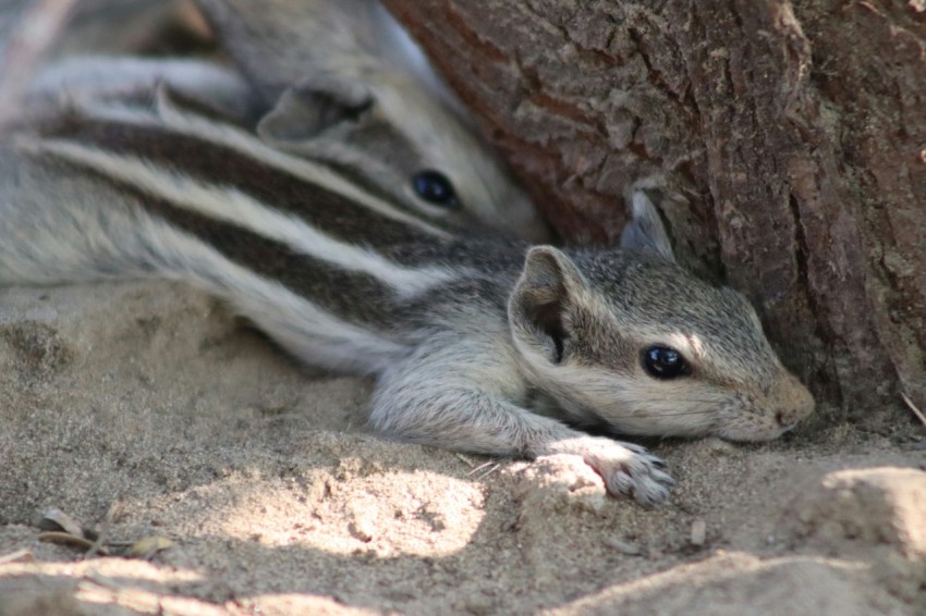 a small animal is laying under a tree