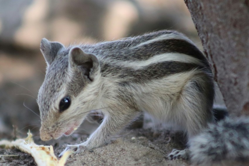 a chipper eating a piece of fruit from a tree