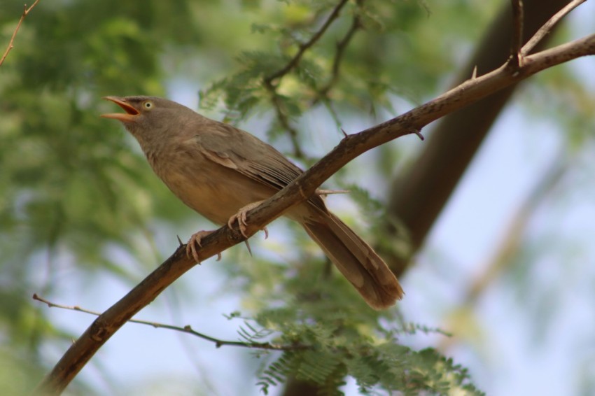 a small bird perched on a branch of a tree