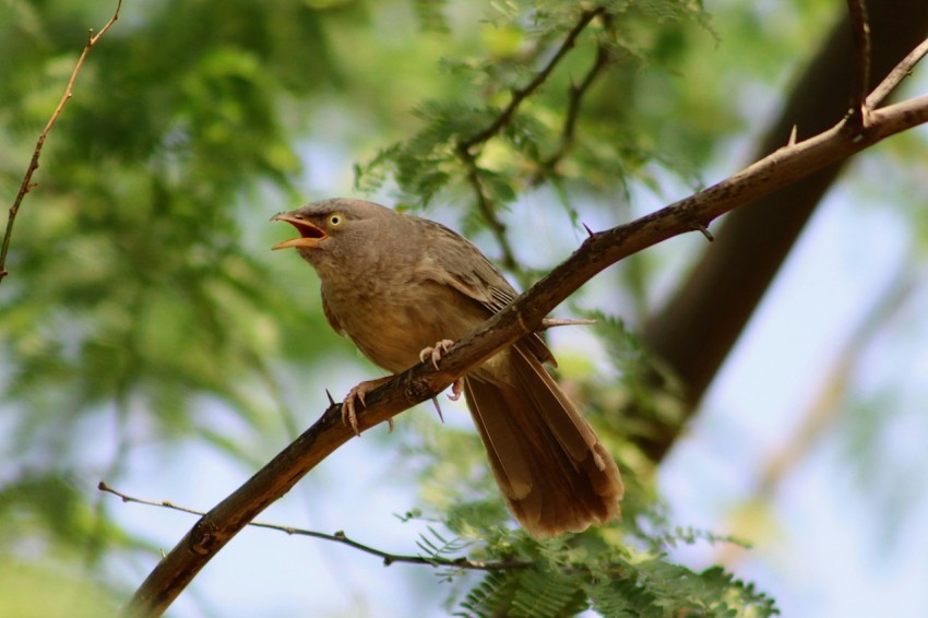 a small bird perched on a tree branch