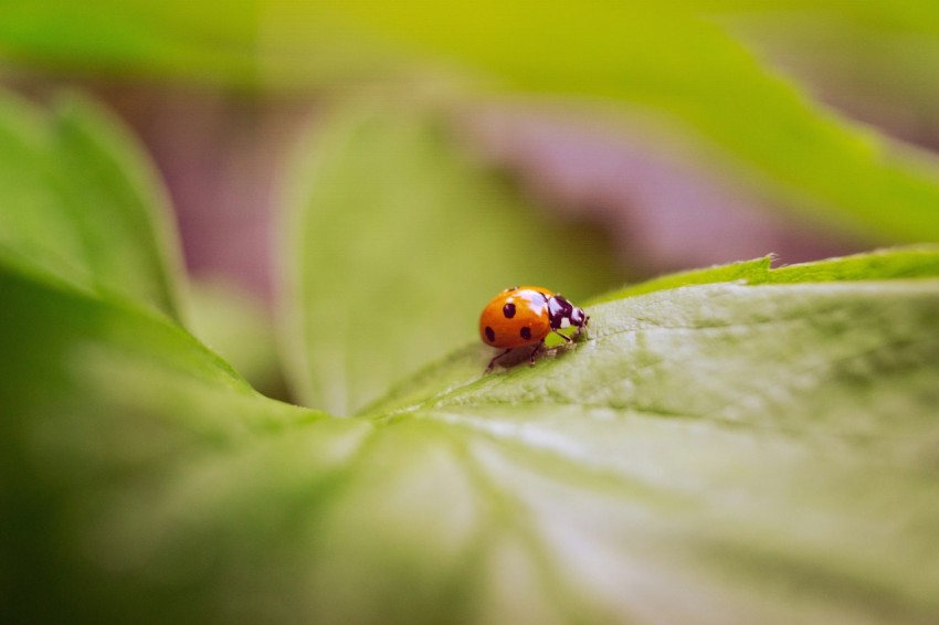 a lady bug sitting on top of a green leaf