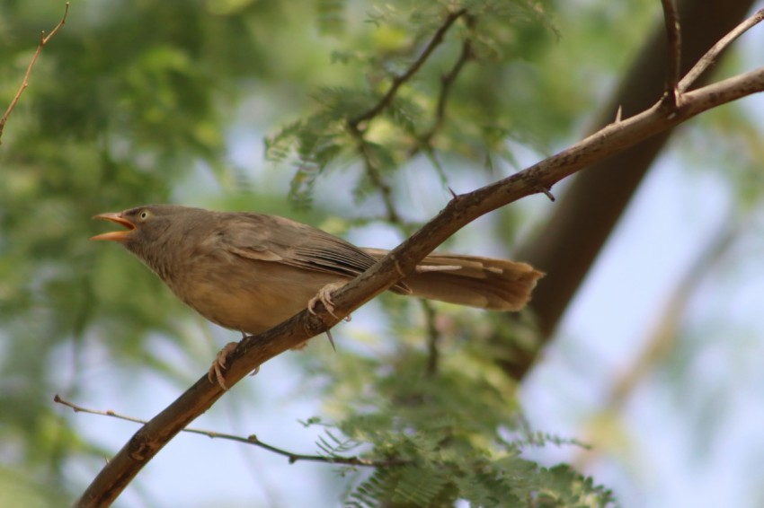 a small bird perched on a branch of a tree