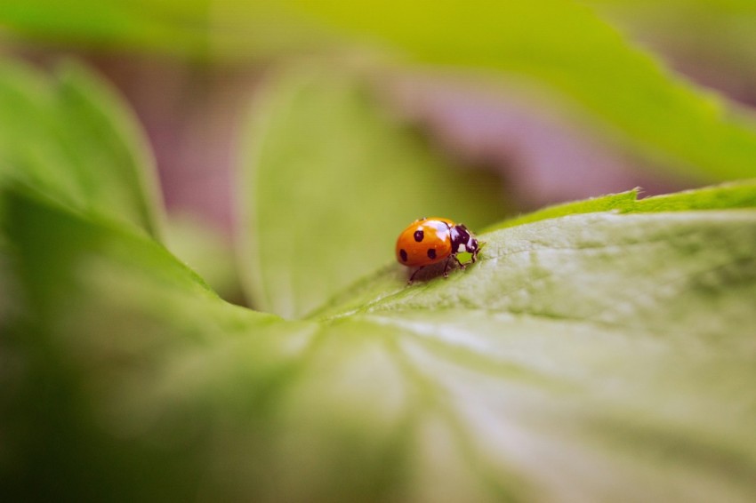 a lady bug sitting on top of a green leaf