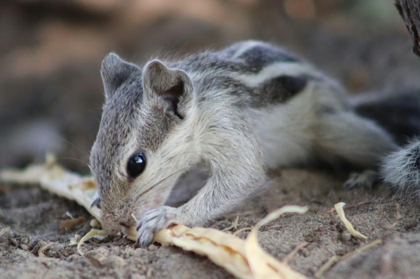 a chipper eating a piece of food on the ground