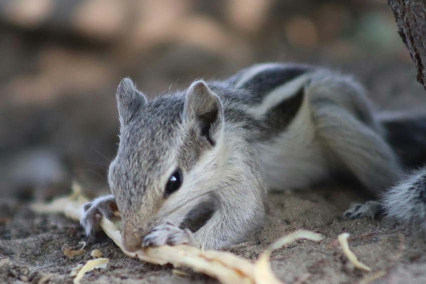 a chipper eating a piece of food on the ground