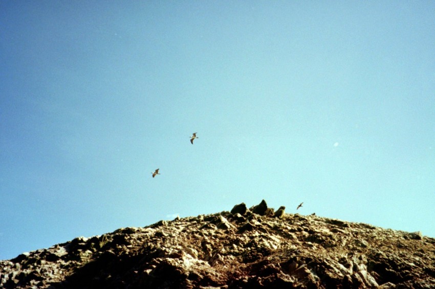 a bird flying over a pile of dirt