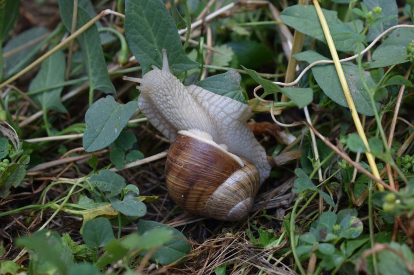 a snail crawling on the ground in the grass