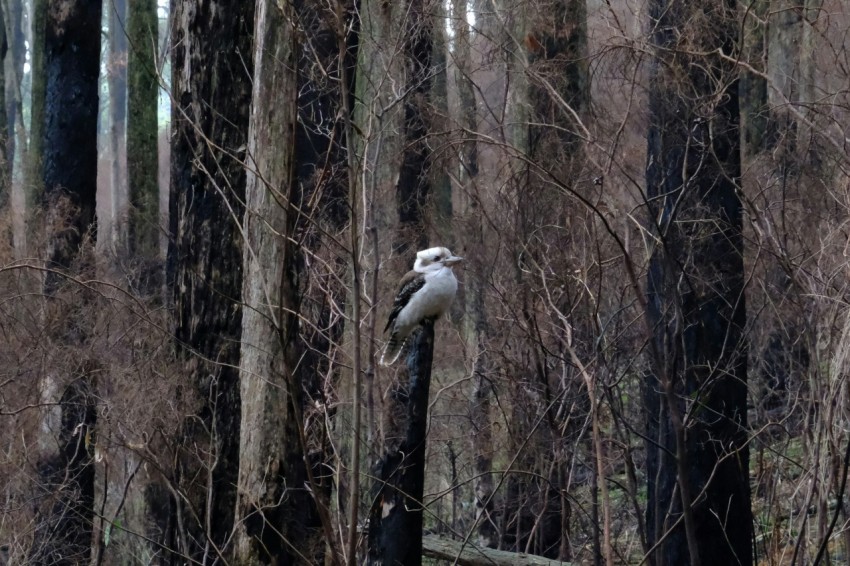 a bird is perched on a post in the woods