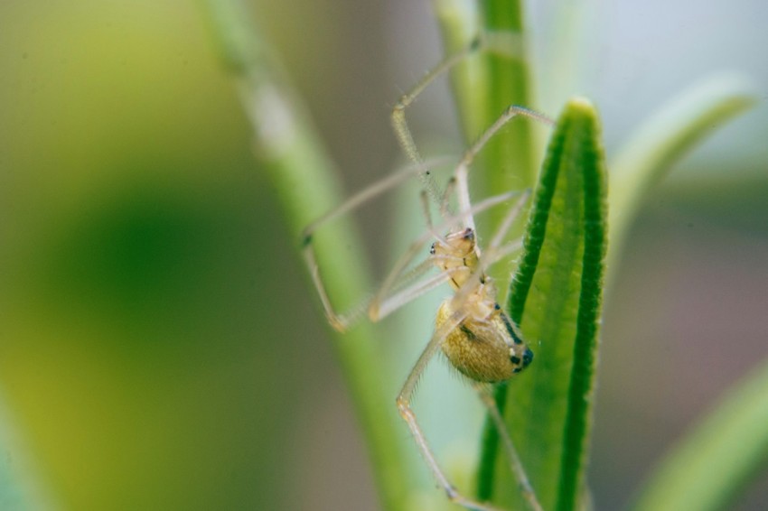 a close up of a spider on a plant