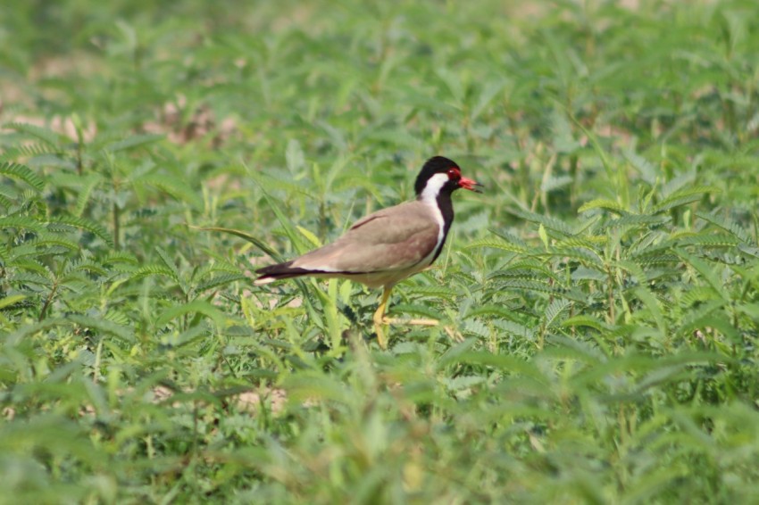 a bird standing in a field of grass