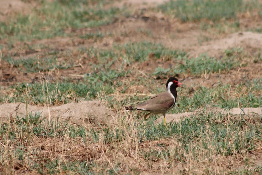 a bird standing in the middle of a field SNSJ