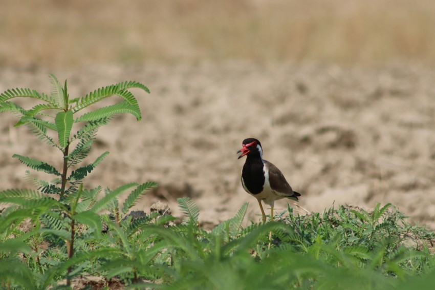 a small bird standing in the middle of a field