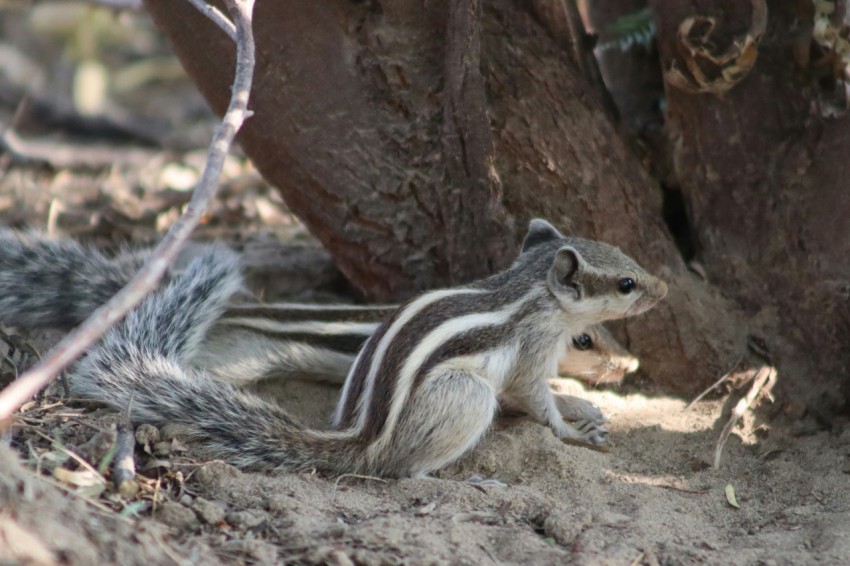 a chipper chipping on the ground next to a tree