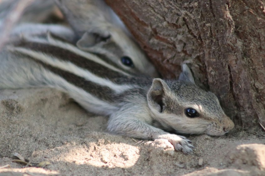 a baby squirrel is hiding under a tree