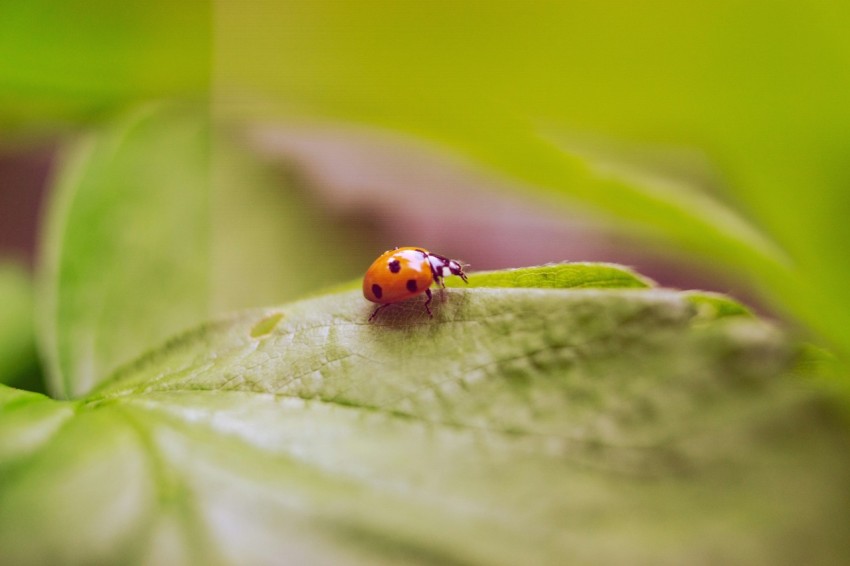 a lady bug sitting on top of a green leaf