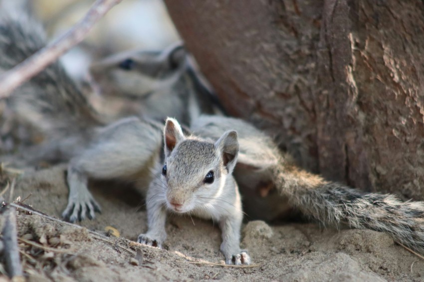 a group of small animals standing next to a tree