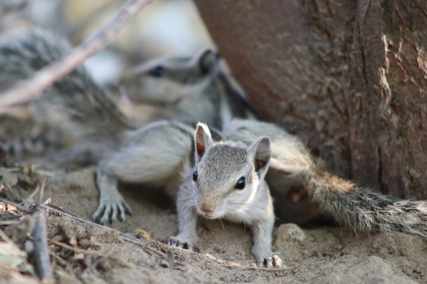 a small squirrel sitting on the ground next to a tree FDCjNsX