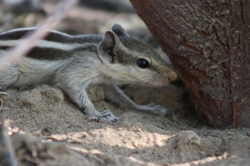 a small chipper chipping on the ground next to a tree