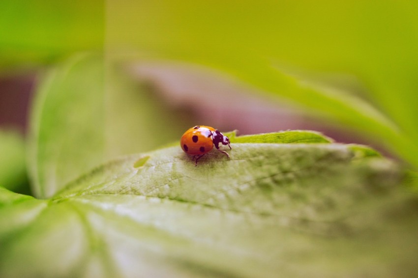 a lady bug sitting on top of a green leaf