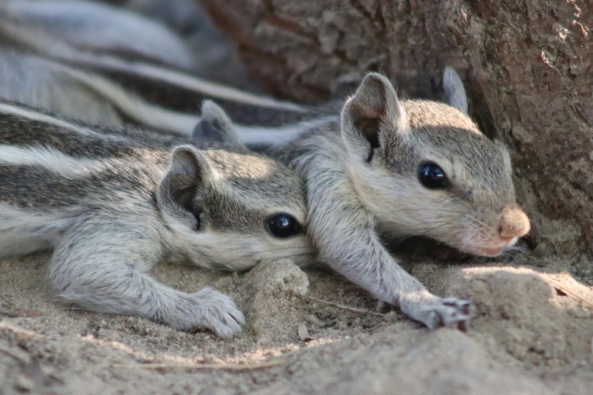 a couple of small animals laying next to a tree